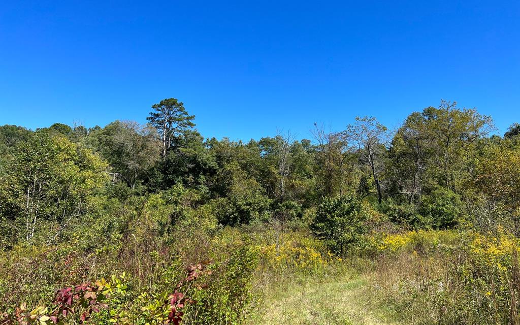 37+ Ac Jarrett Rd #35.85, HAYESVILLE, North Carolina image 30