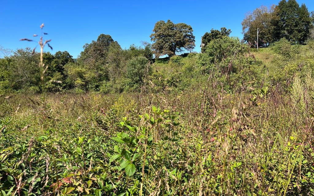 37+ Ac Jarrett Rd #35.85, HAYESVILLE, North Carolina image 26