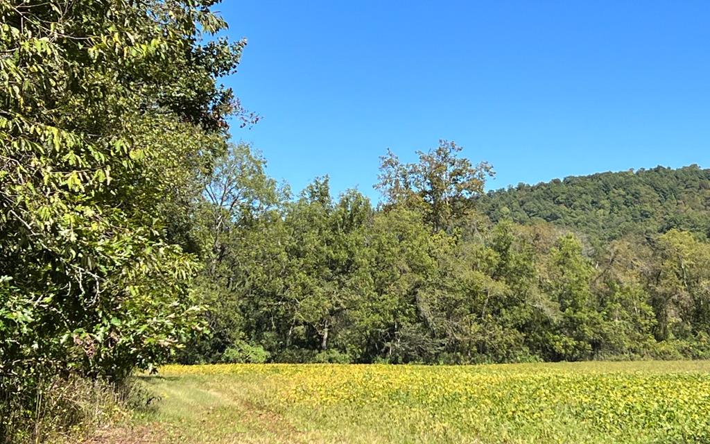 37+ Ac Jarrett Rd #35.85, HAYESVILLE, North Carolina image 45