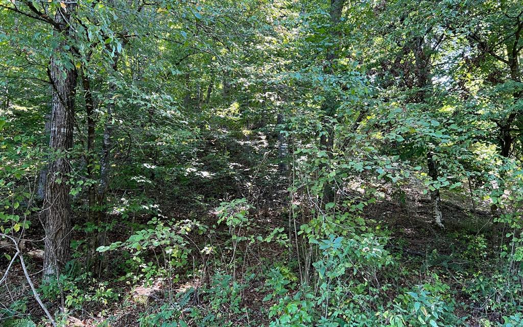 37+ Ac Jarrett Rd #35.85, HAYESVILLE, North Carolina image 36