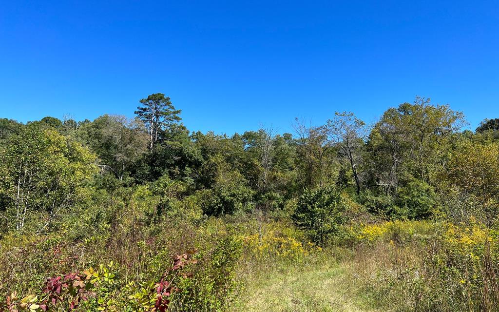 37+ Ac Jarrett Rd #35.85, HAYESVILLE, North Carolina image 29