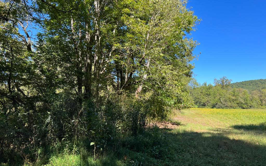 37+ Ac Jarrett Rd #35.85, HAYESVILLE, North Carolina image 39