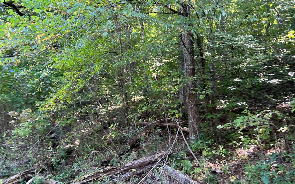 37+ Ac Jarrett Rd #35.85, HAYESVILLE, North Carolina image 37