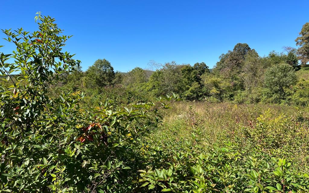 37+ Ac Jarrett Rd #35.85, HAYESVILLE, North Carolina image 25