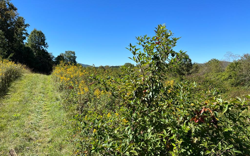 37+ Ac Jarrett Rd #35.85, HAYESVILLE, North Carolina image 24