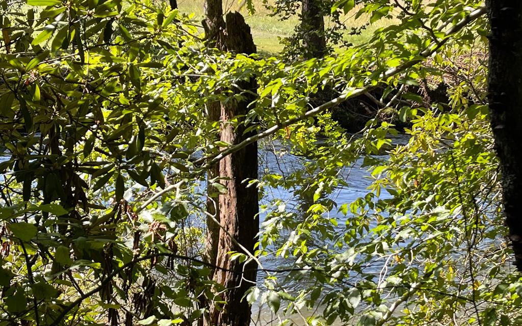 37+ Ac Jarrett Rd #35.85, HAYESVILLE, North Carolina image 11