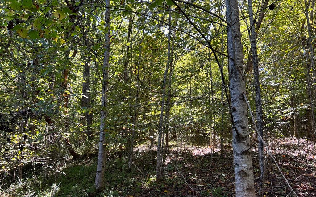 37+ Ac Jarrett Rd #35.85, HAYESVILLE, North Carolina image 32