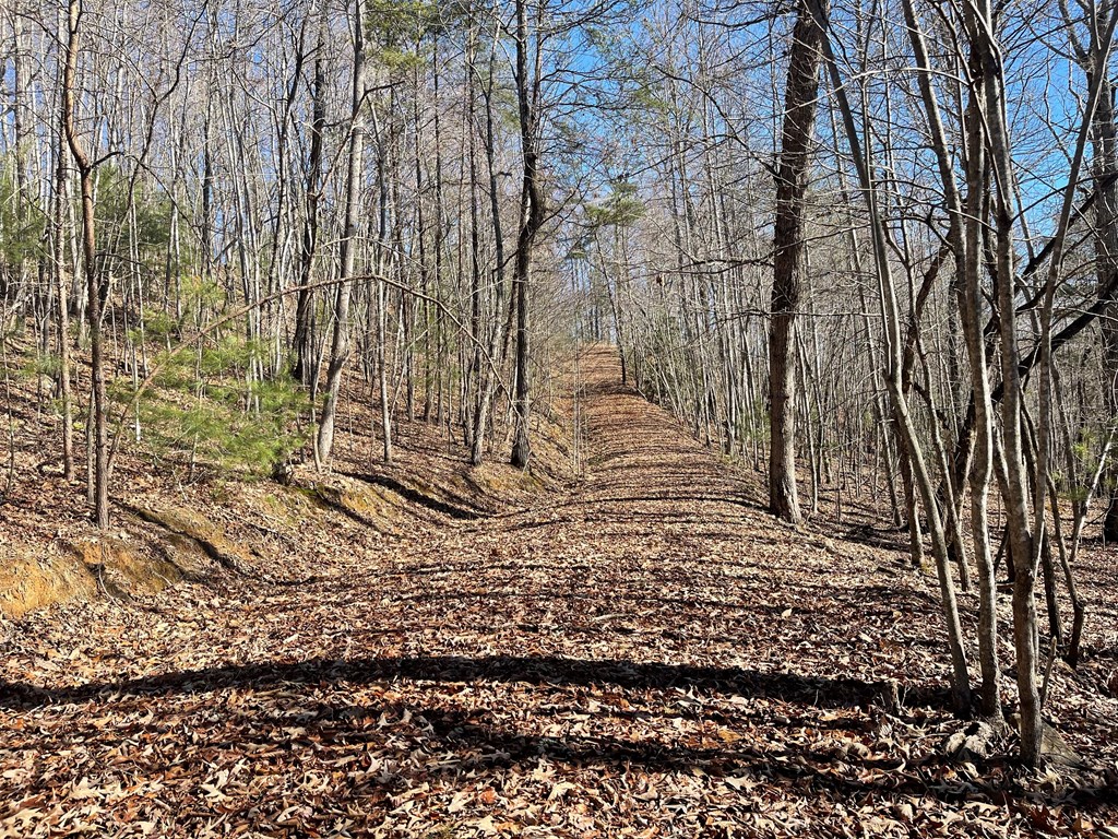 0000 Pine Log Road, WARNE, North Carolina image 5
