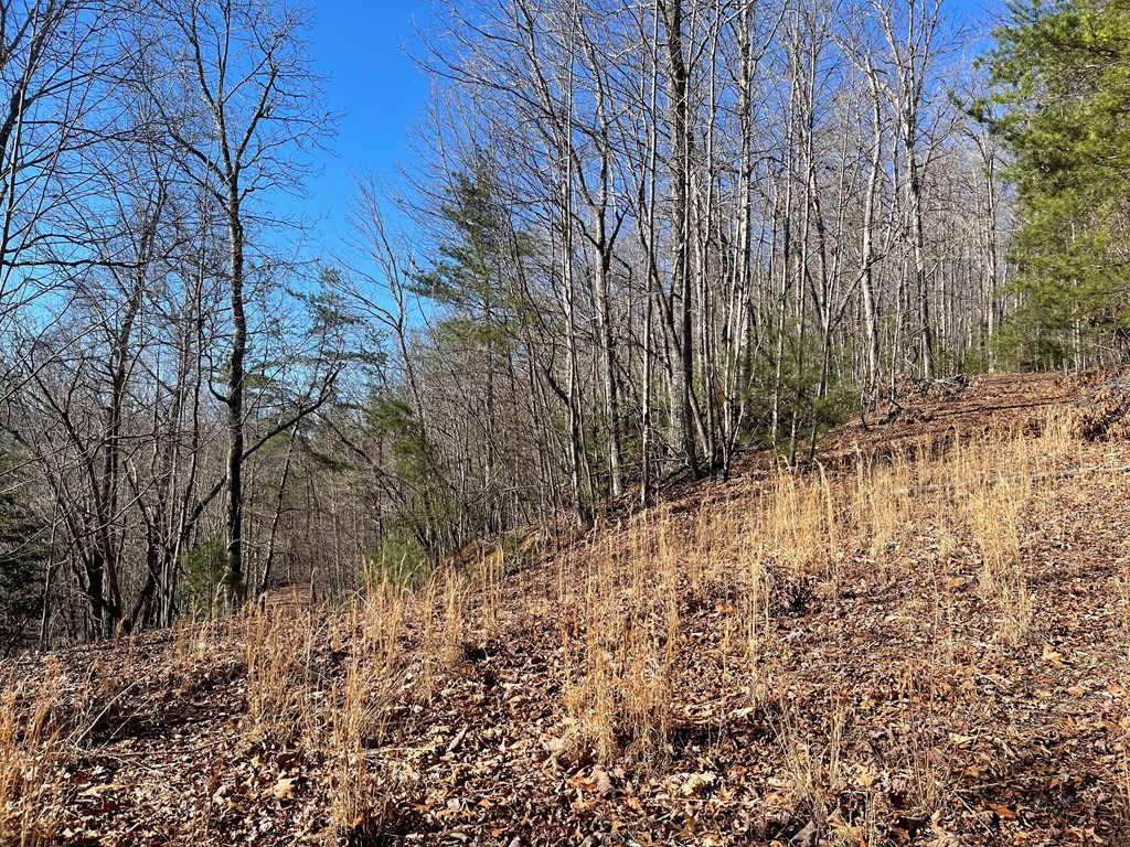 0000 Pine Log Road, WARNE, North Carolina image 7