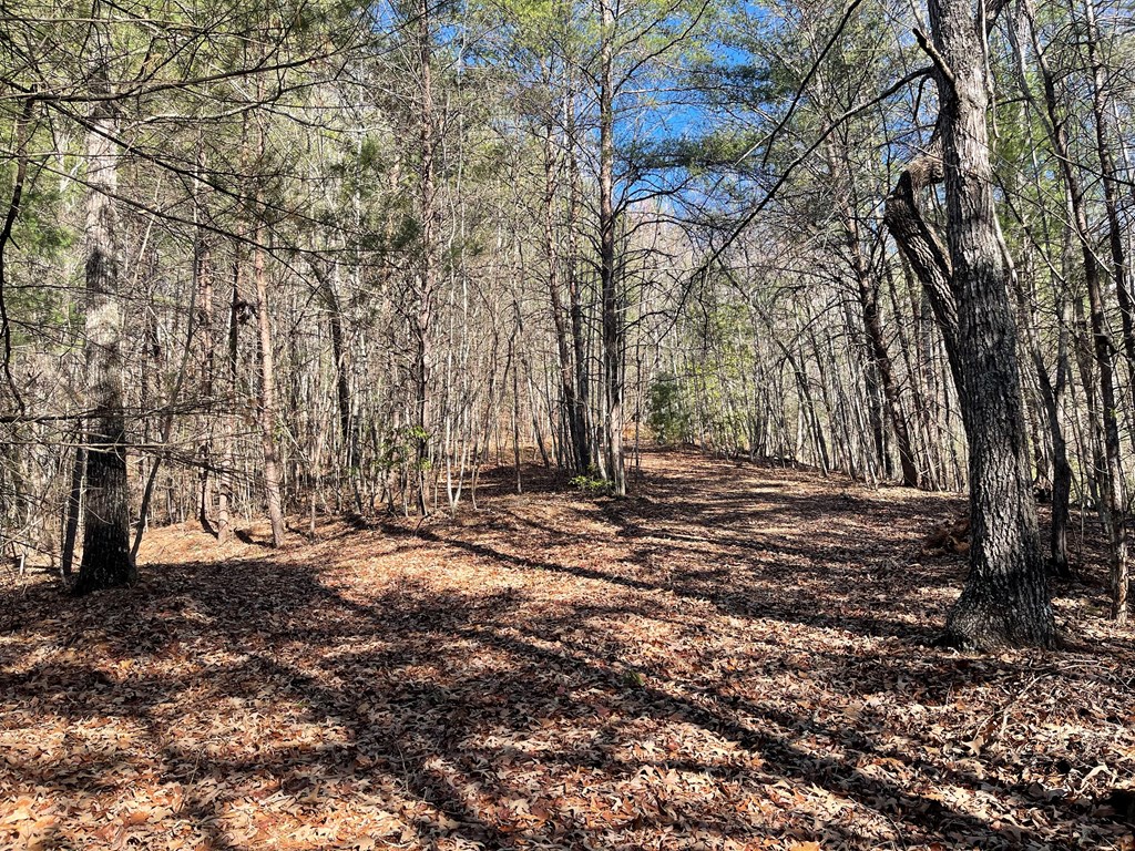 0000 Pine Log Road, WARNE, North Carolina image 12