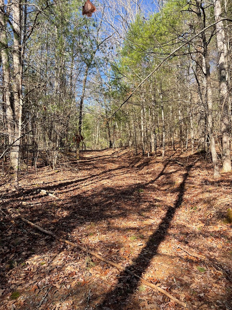0000 Pine Log Road, WARNE, North Carolina image 10
