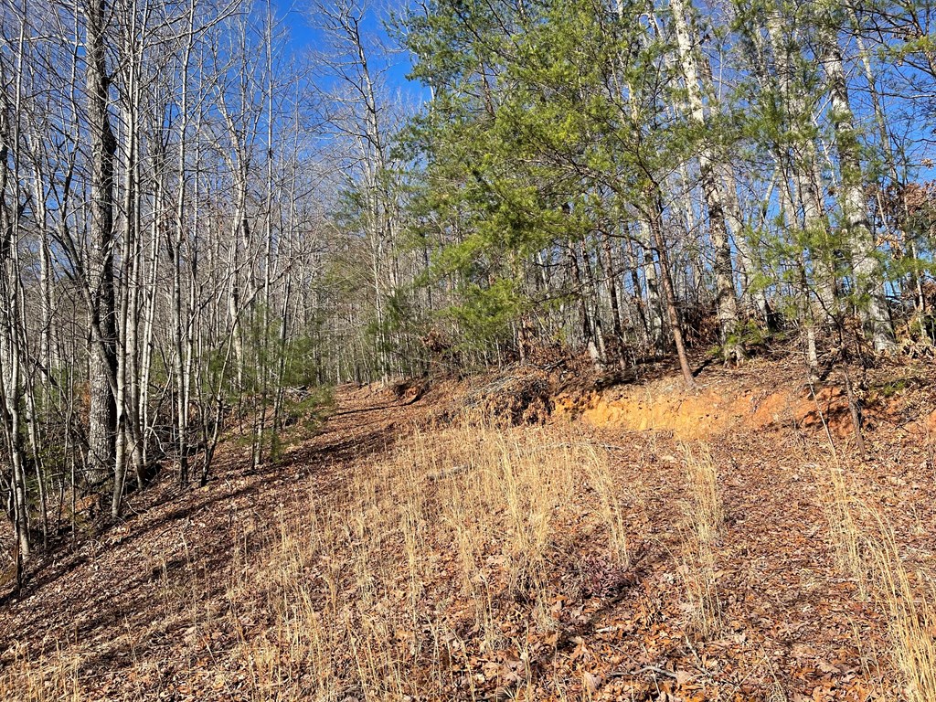 0000 Pine Log Road, WARNE, North Carolina image 23