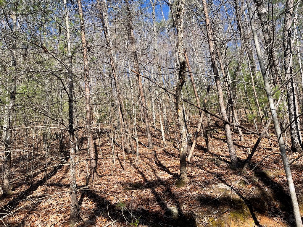 0000 Pine Log Road, WARNE, North Carolina image 19
