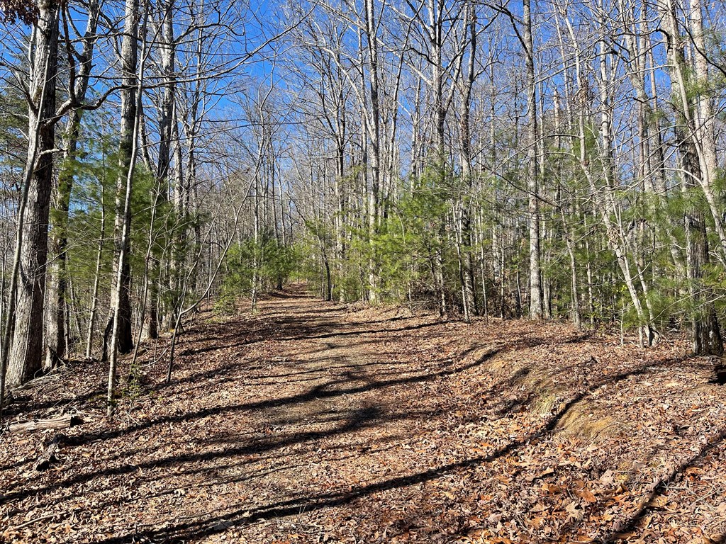 0000 Pine Log Road, WARNE, North Carolina image 8