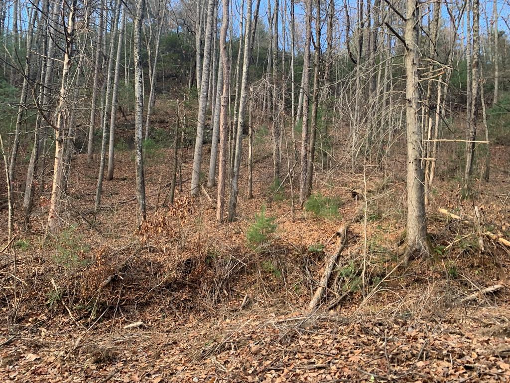 650 Tabby Ln, MURPHY, North Carolina image 2