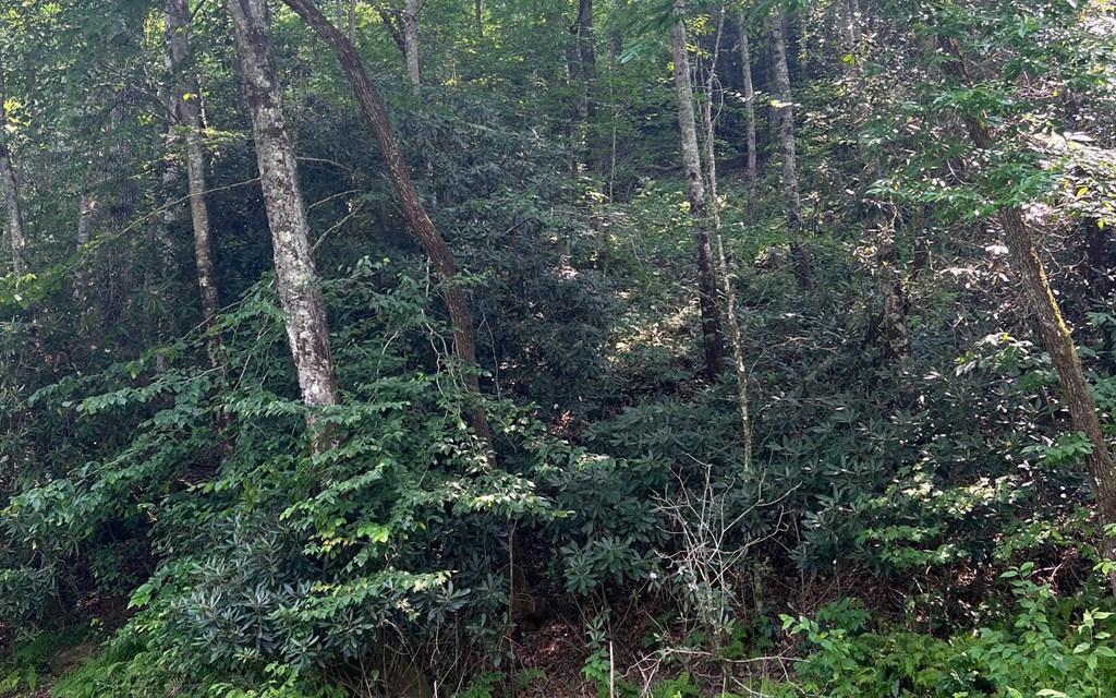 Lot 16 Hidden River #16, HAYESVILLE, North Carolina image 15