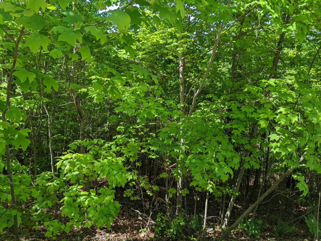 TBD Heritage Trail #79, BRASSTOWN, New York image 8