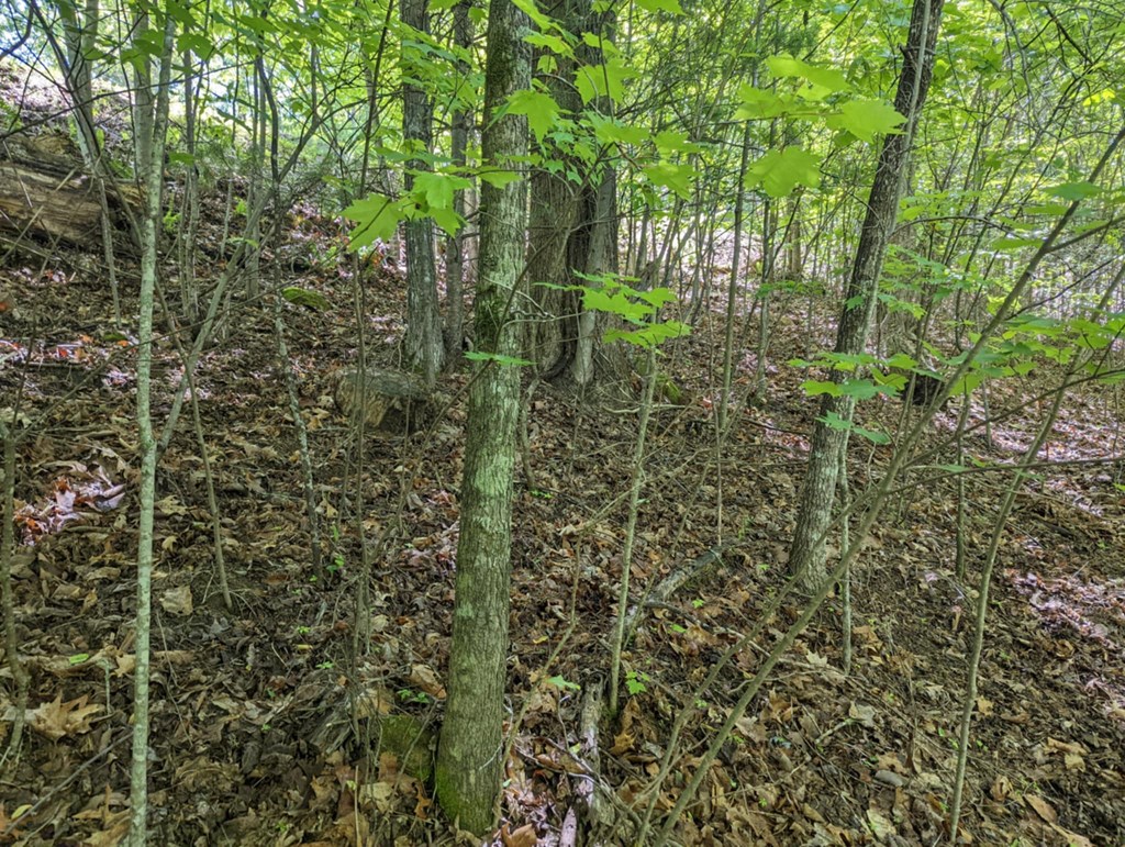 TBD Heritage Trail #79, BRASSTOWN, New York image 9