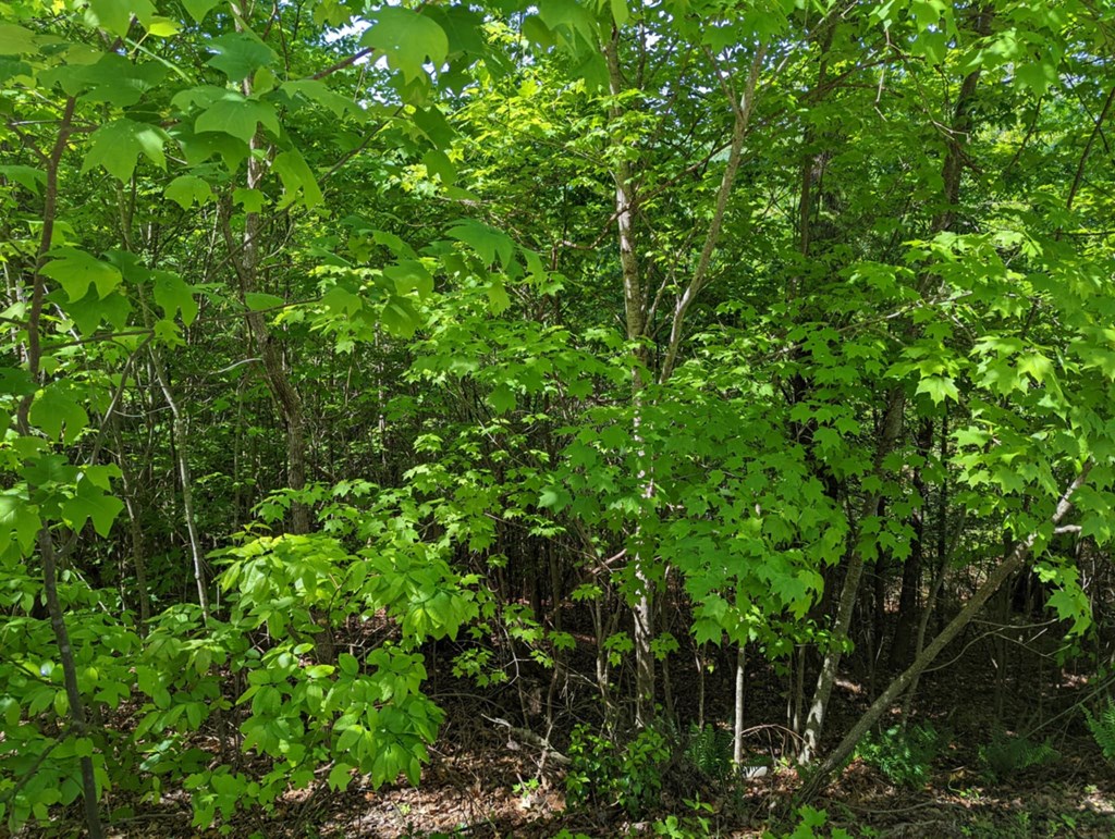 TBD Heritage Trail #79, BRASSTOWN, New York image 7