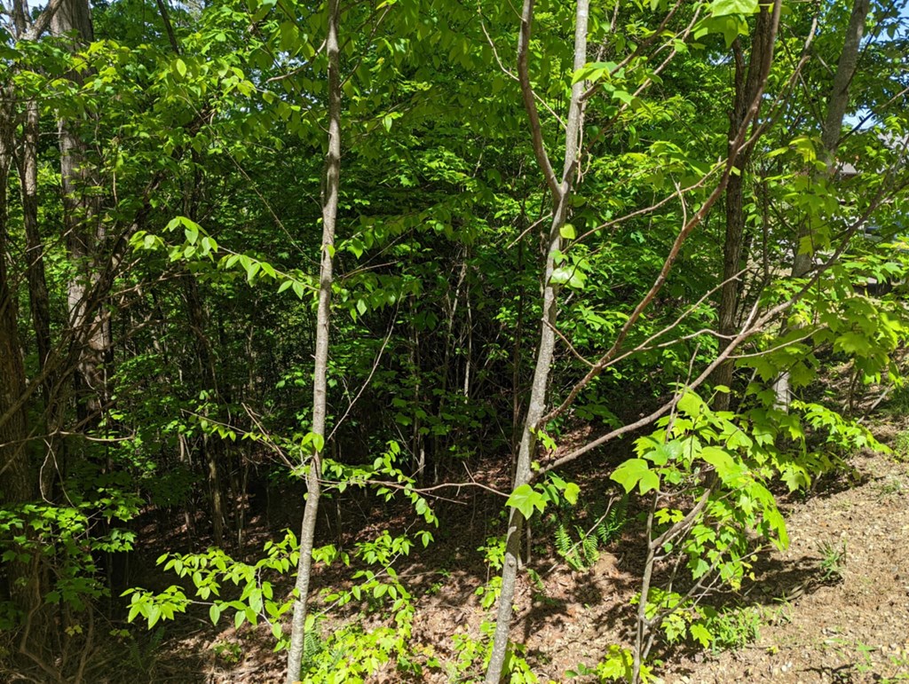 TBD Heritage Trail #79, BRASSTOWN, New York image 5