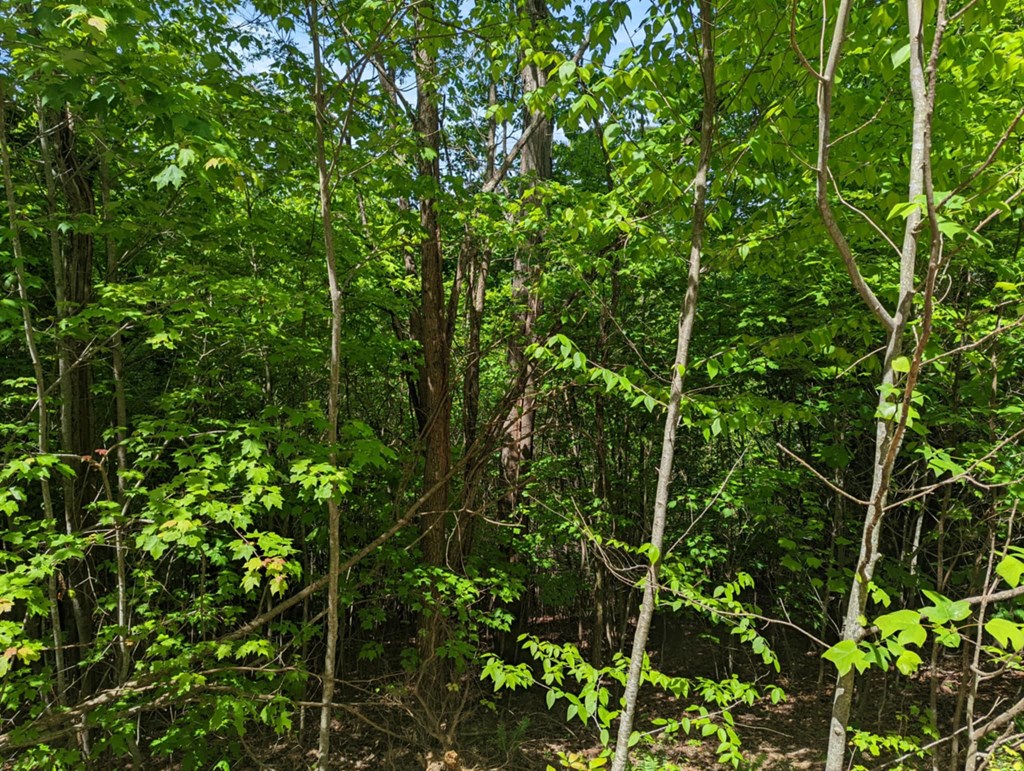 TBD Heritage Trail #79, BRASSTOWN, New York image 6
