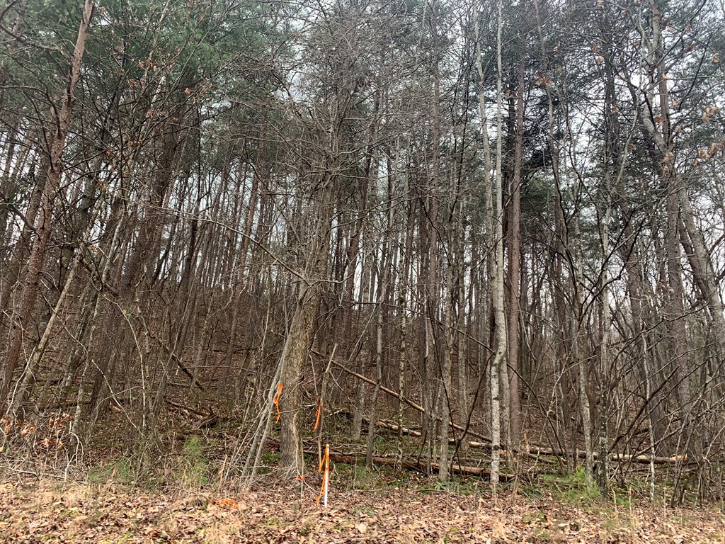 Lot 20 Wolf Ridge Lane #20, MURPHY, North Carolina image 8
