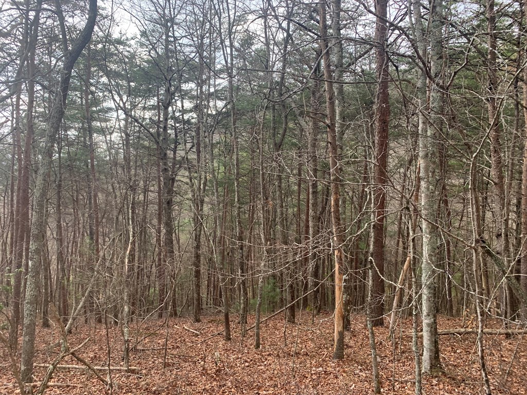 Lot 20 Wolf Ridge Lane #20, MURPHY, North Carolina image 12