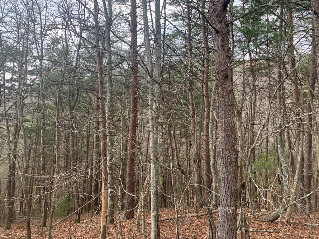 Lot 20 Wolf Ridge Lane #20, MURPHY, North Carolina image 13