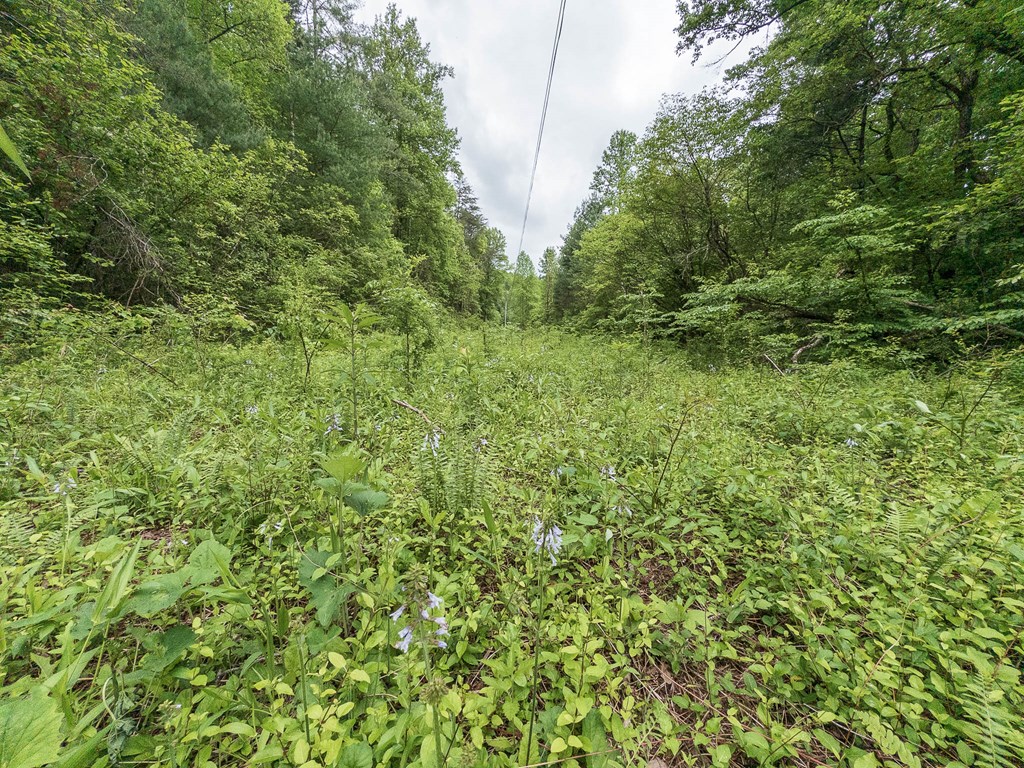 20561 Joe Brown Highway, MURPHY, North Carolina image 6