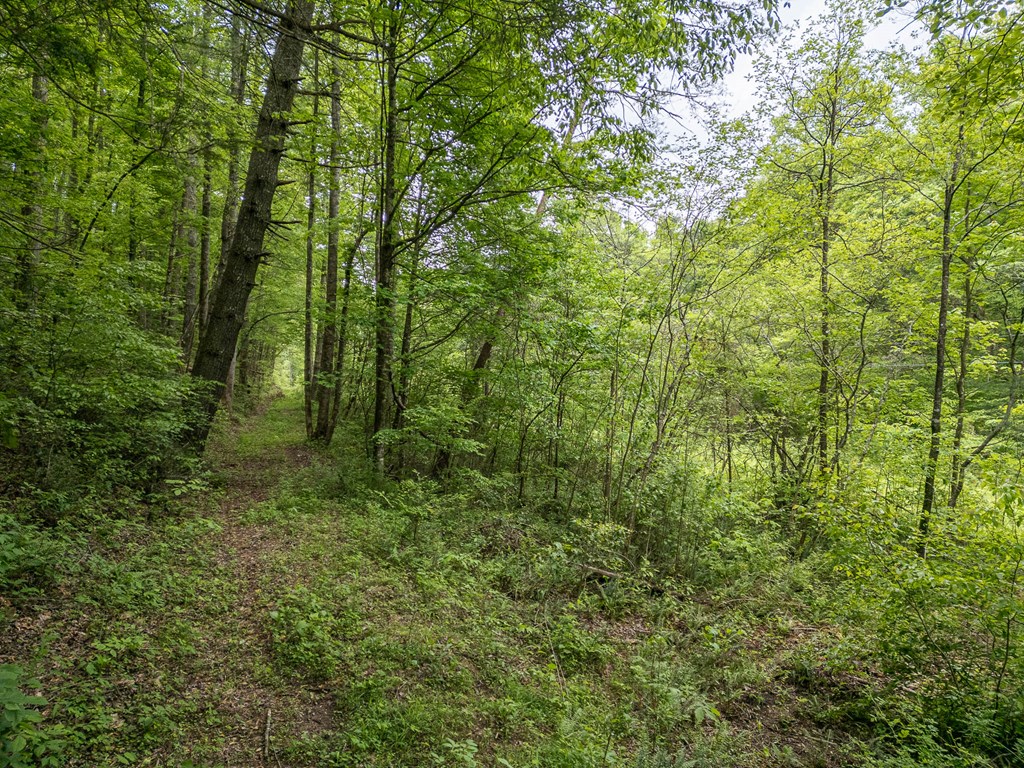 20561 Joe Brown Highway, MURPHY, North Carolina image 4