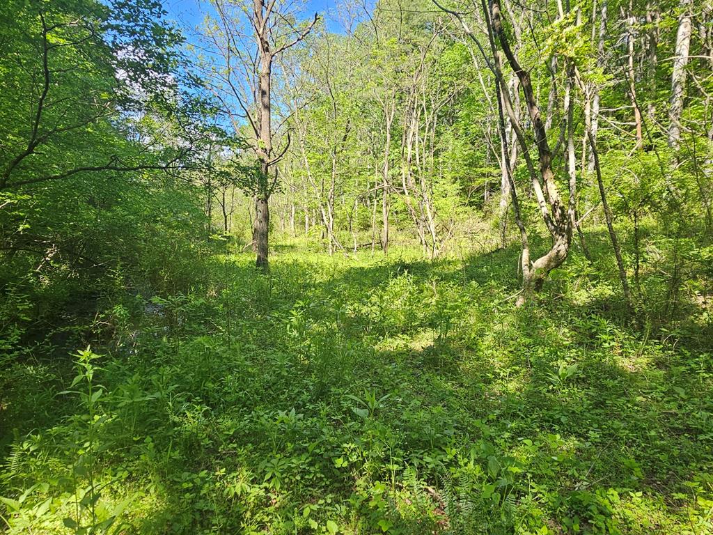 20561 Joe Brown Highway, MURPHY, North Carolina image 26