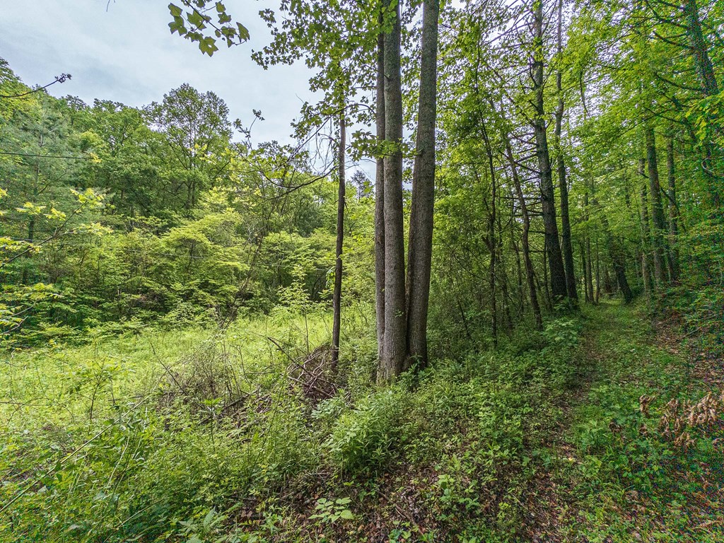 20561 Joe Brown Highway, MURPHY, North Carolina image 8