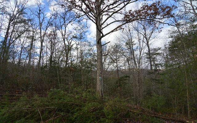 Lot 48 Laurel Brook #48, BLAIRSVILLE, Georgia image 7