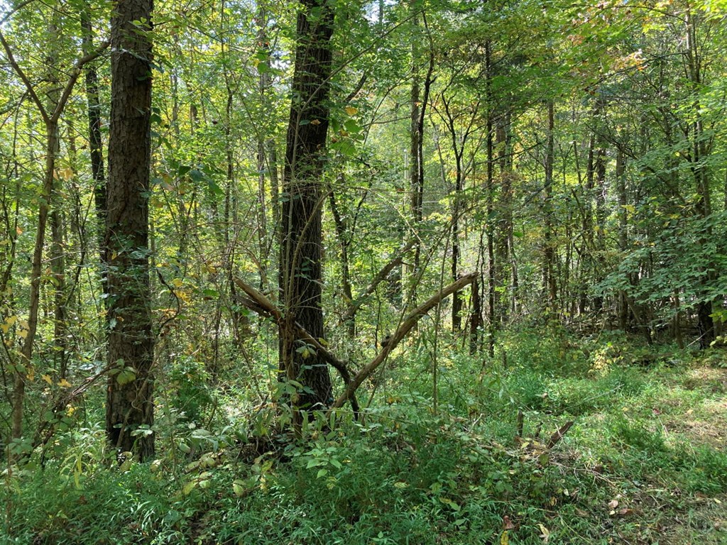 11 Mountain View Trail #11, MURPHY, North Carolina image 3