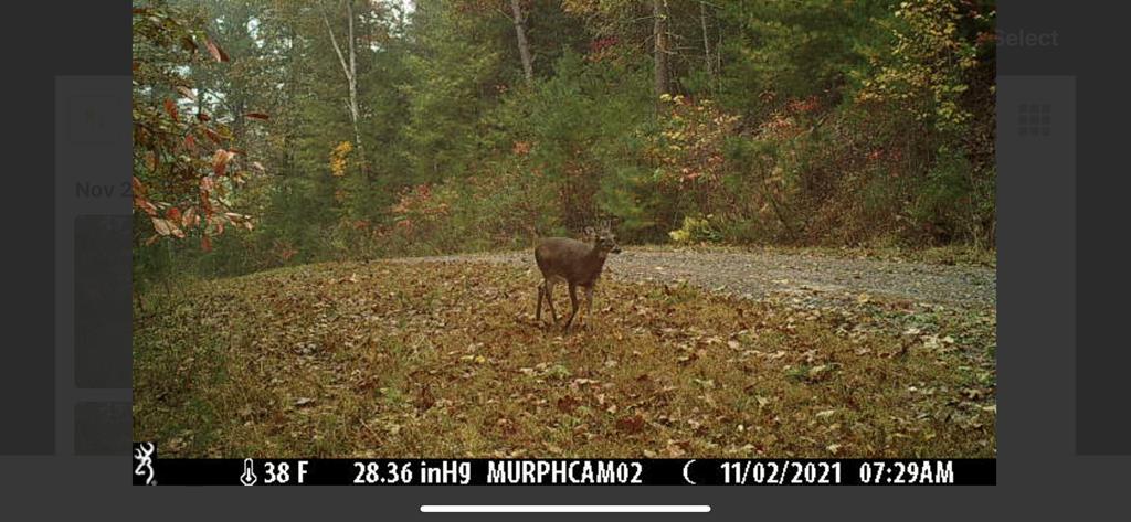 TBD Deer Haven Trail, MURPHY, Alabama image 18