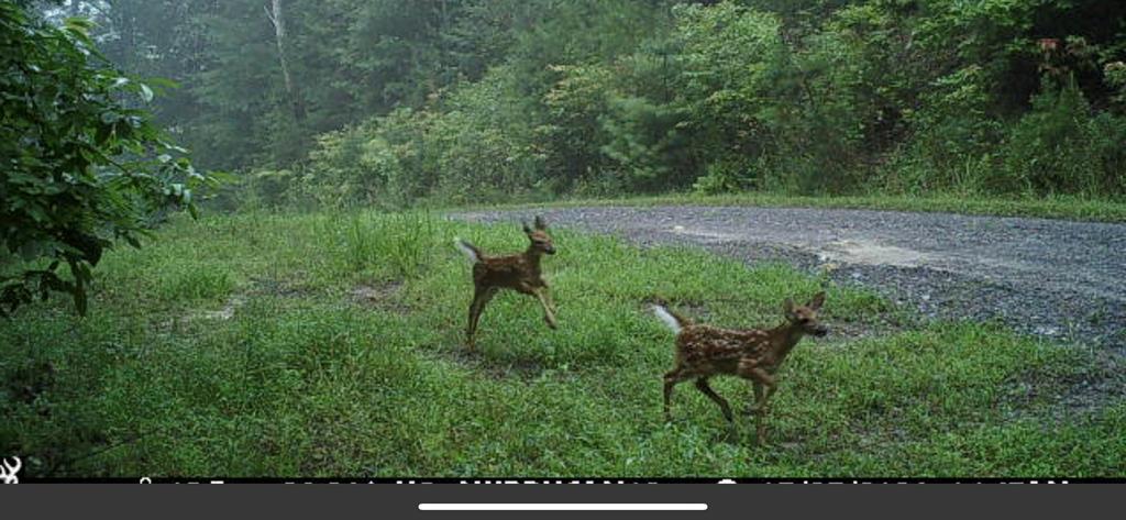 TBD Deer Haven Trail, MURPHY, Alabama image 19