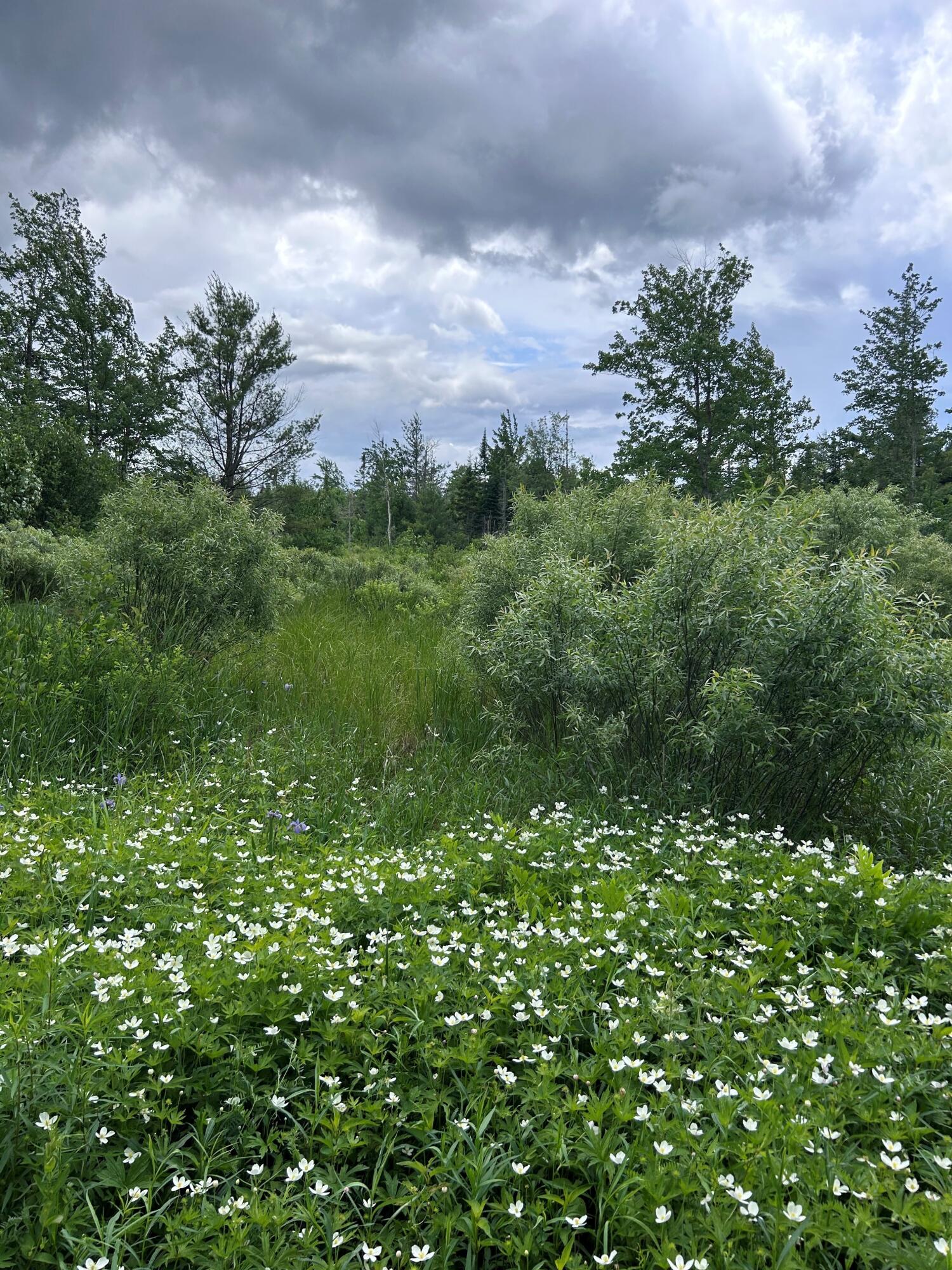 Cannon Corners Road, Mooers Forks, New York image 5