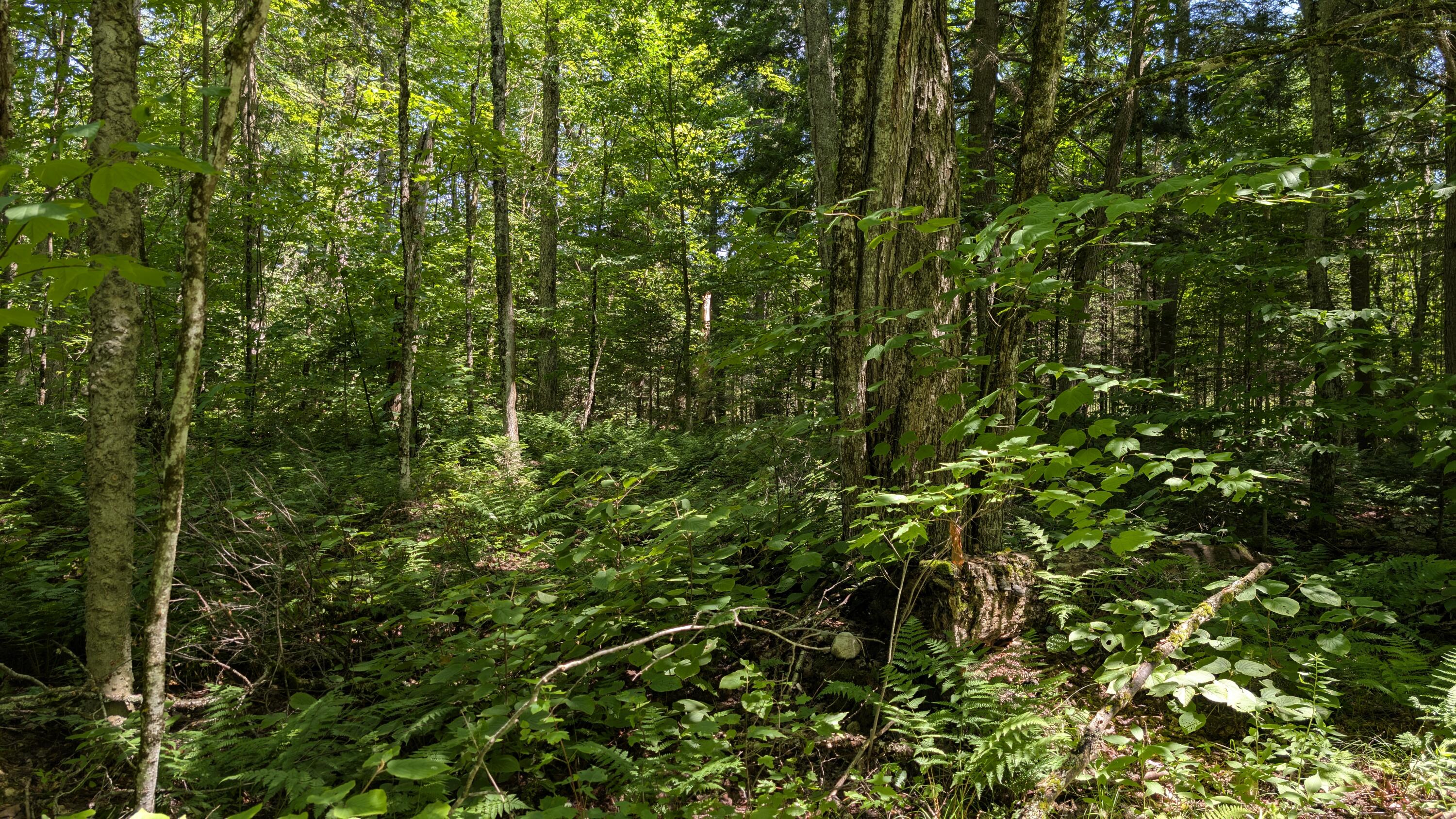 10279 Adirondack Trail