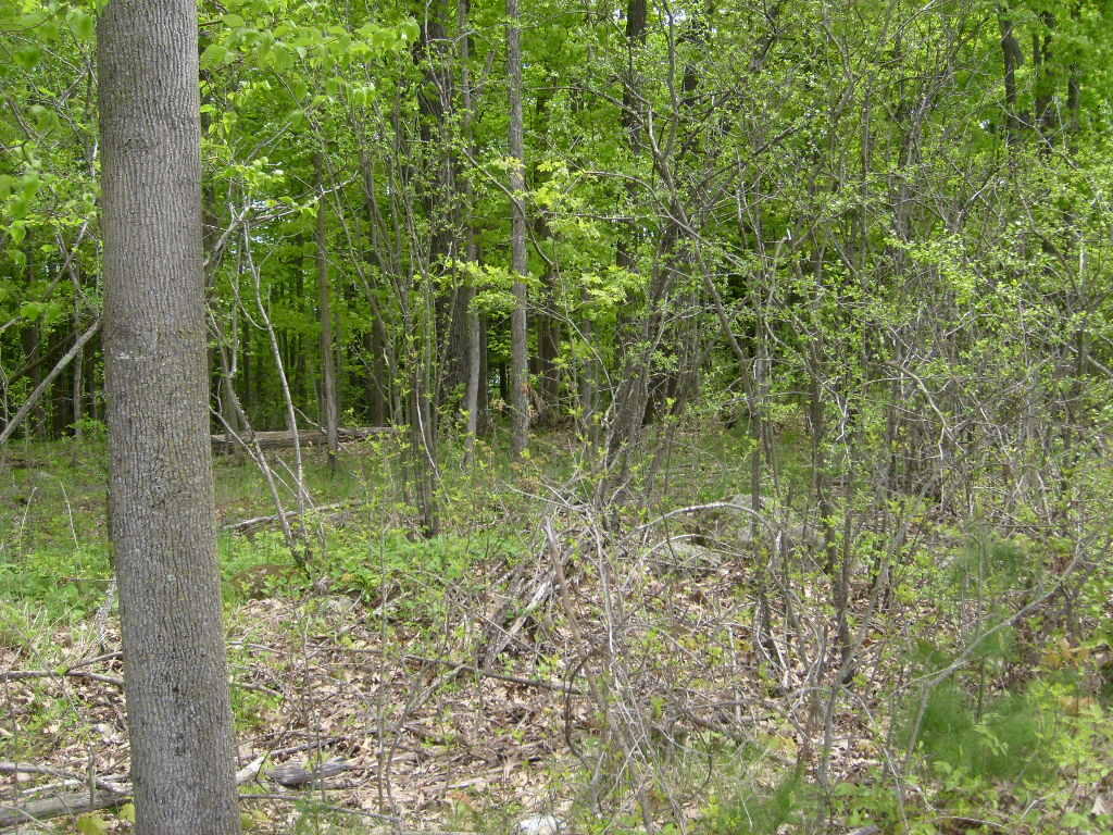 Barksdale Road, Westport, New York image 6