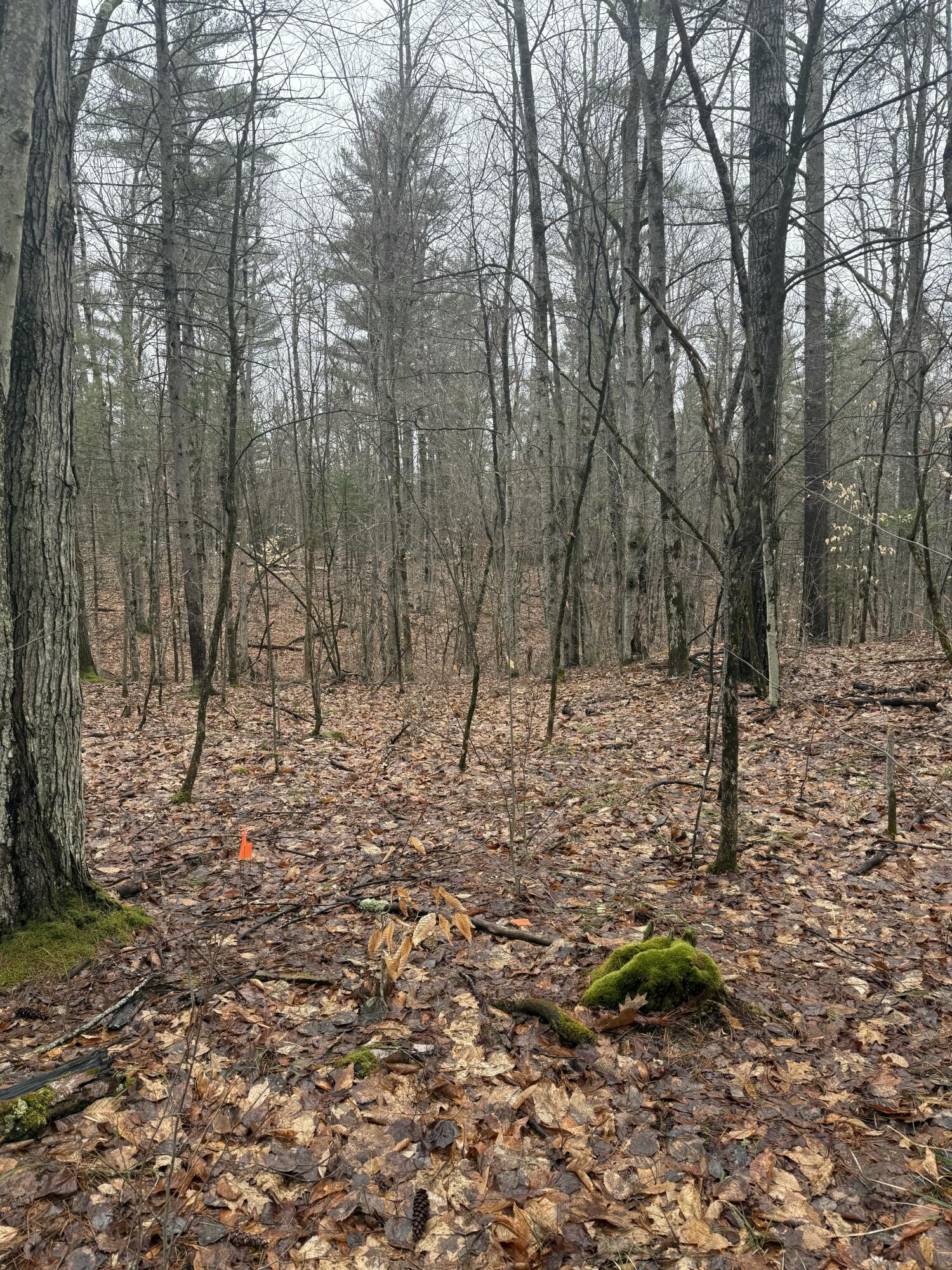 TBD Sequoia Mountain Lane, Jay, New York image 6