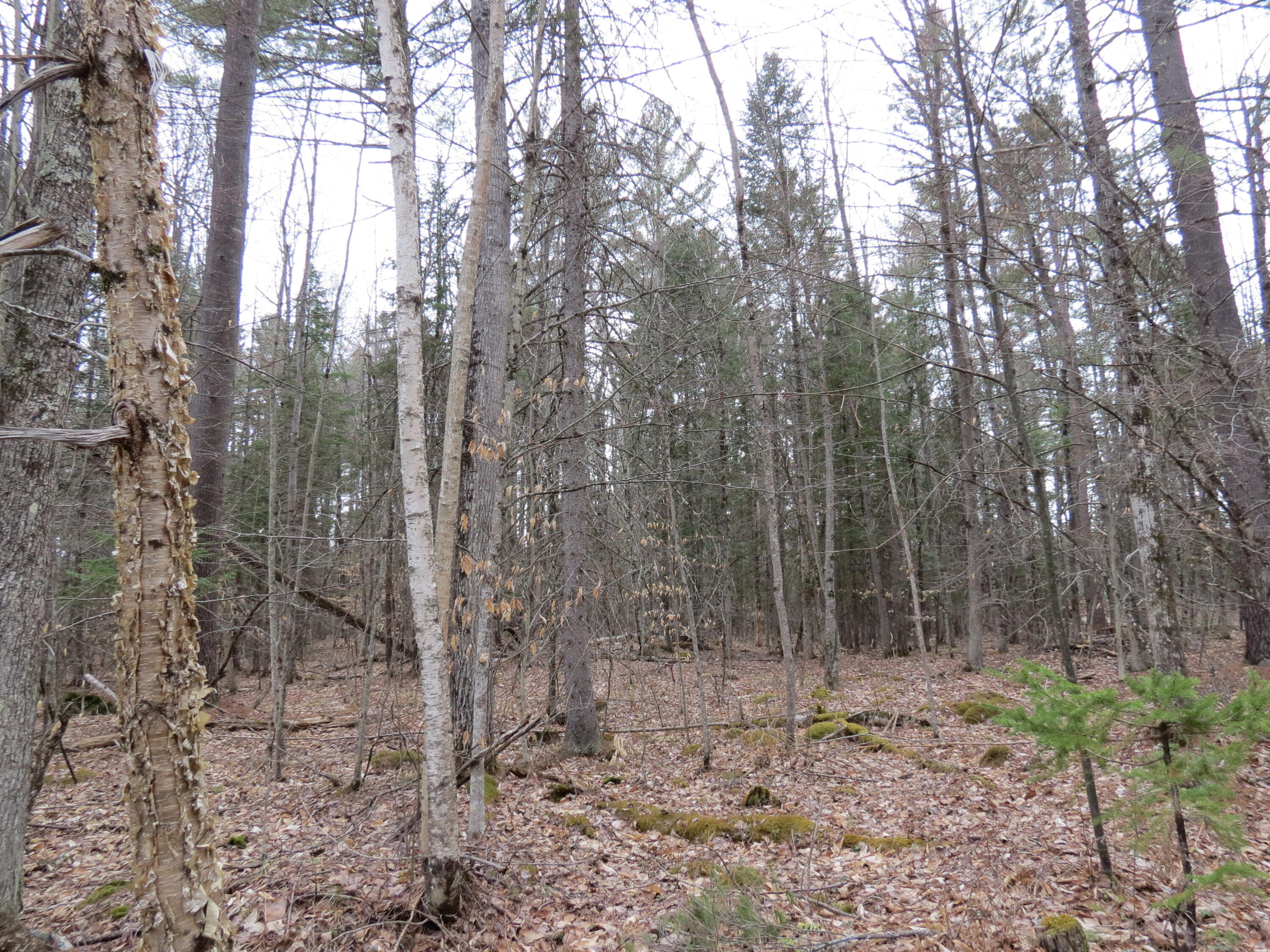 186 Lot Spruce Lane, Jay, New York image 1