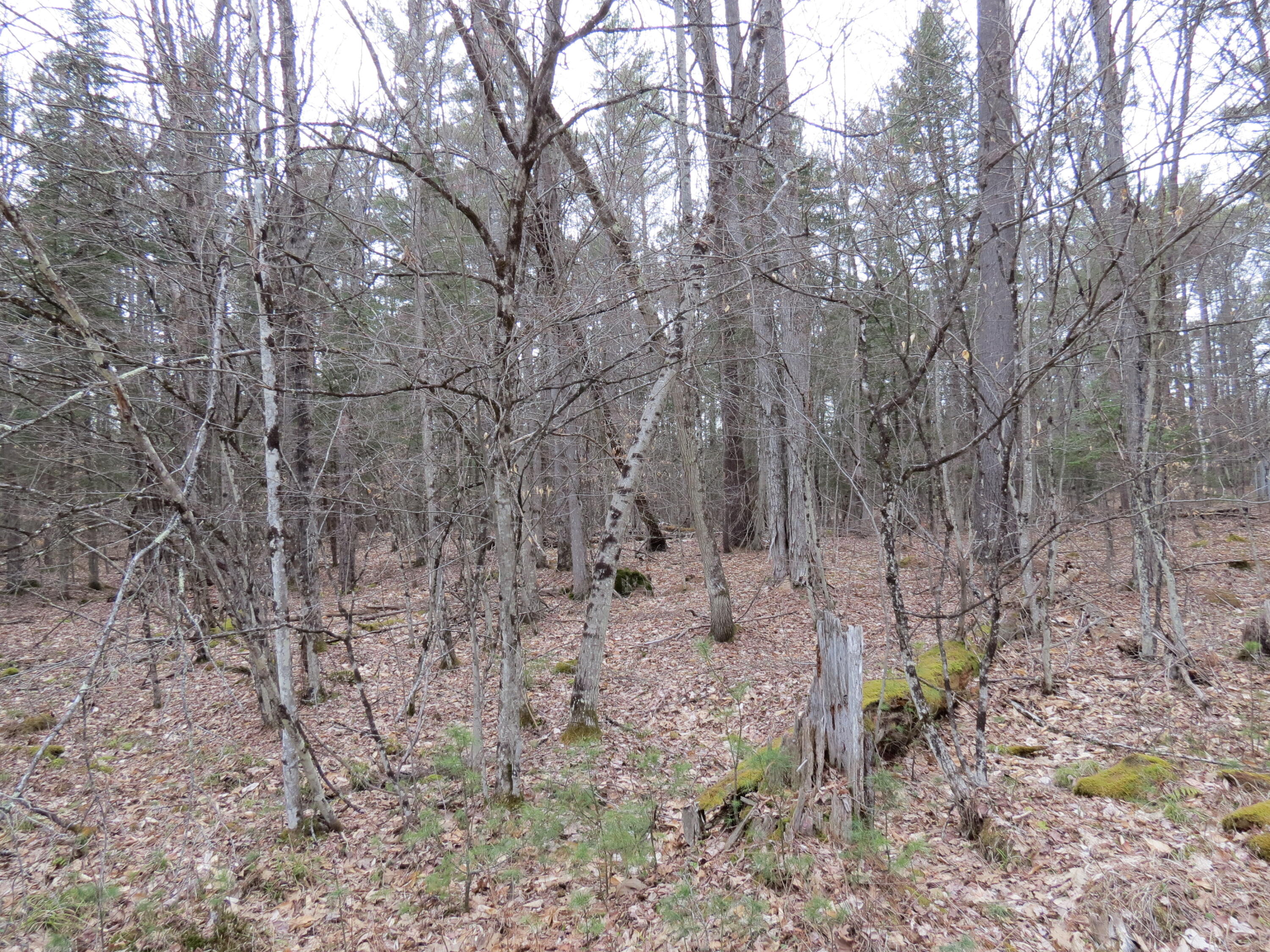186 Lot Spruce Lane, Jay, New York image 4