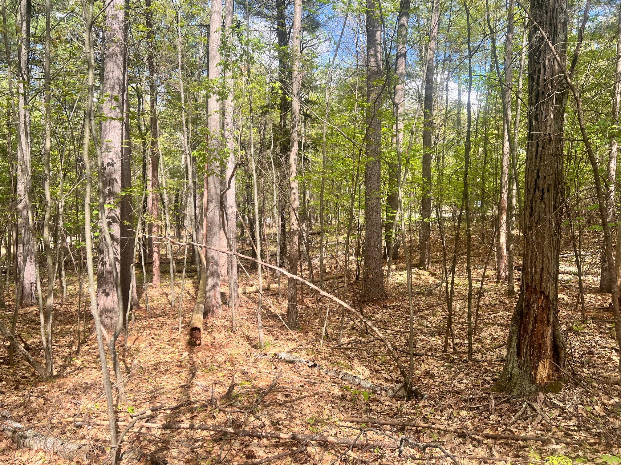 Summit Lane, Jay, New York image 7