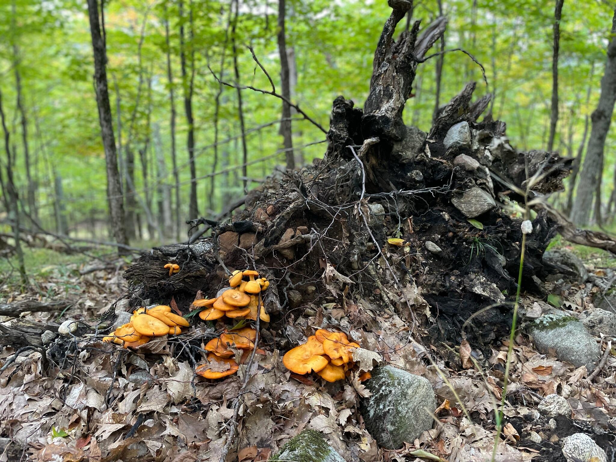 Keene, New York 12942, United States, 1 Bedroom Bedrooms, ,Residential,Active,178262