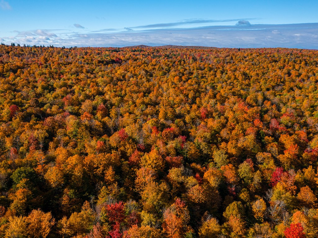 Lot #4 Raquette River Road, Parishville, New York image 8