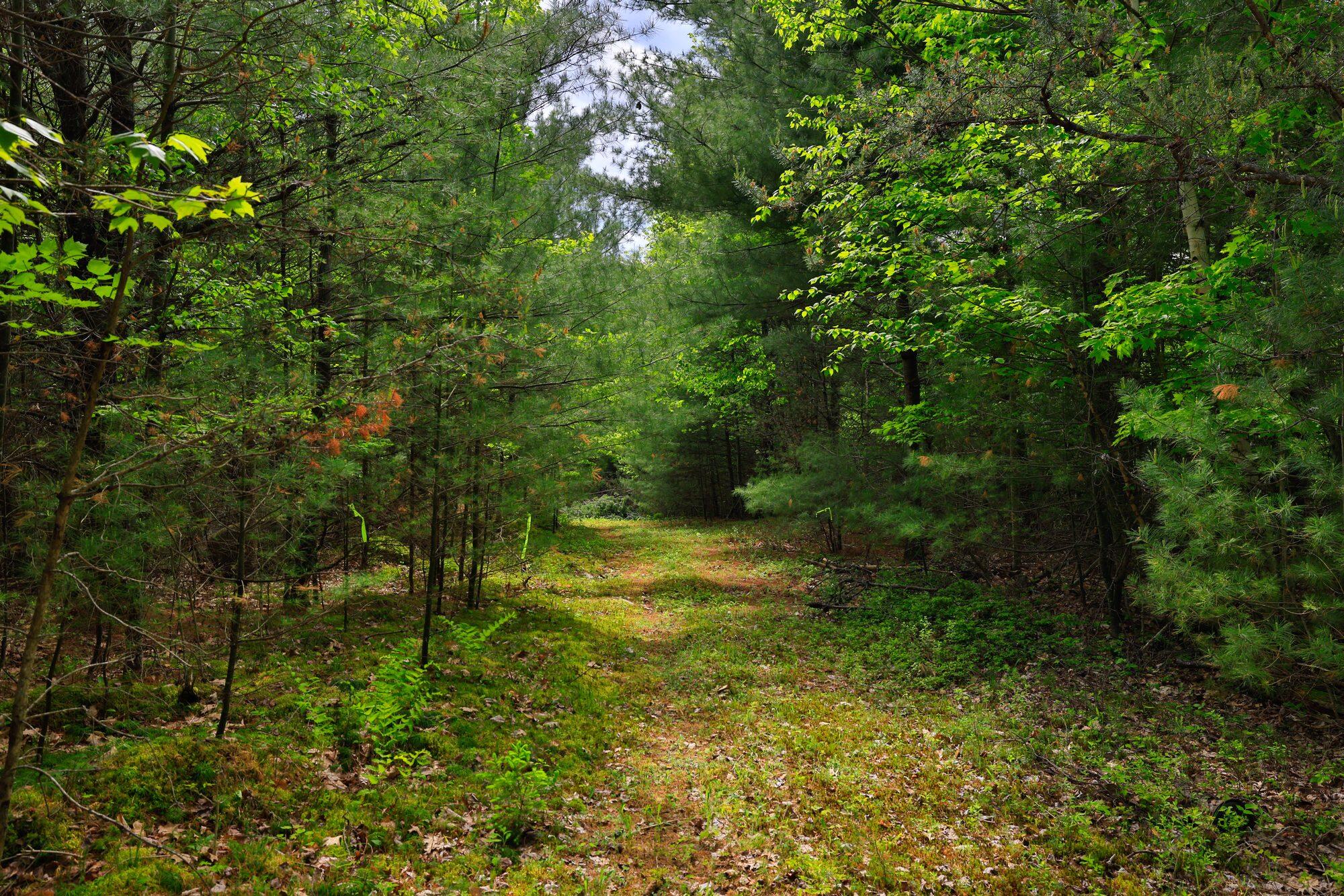 Lot 2 & 3 Wildernesscape Way, Jay, New York image 14