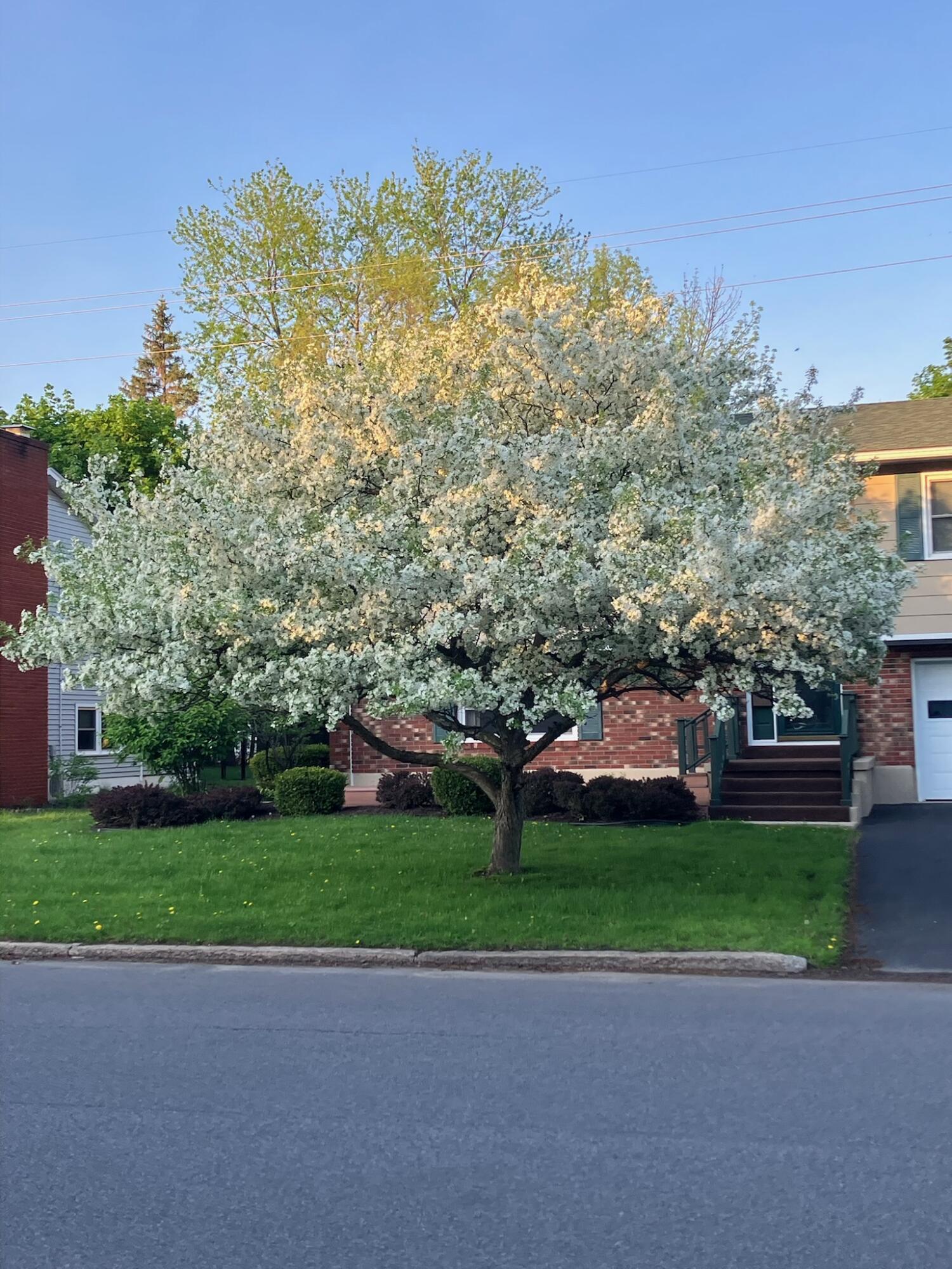 61 Cogan Avenue