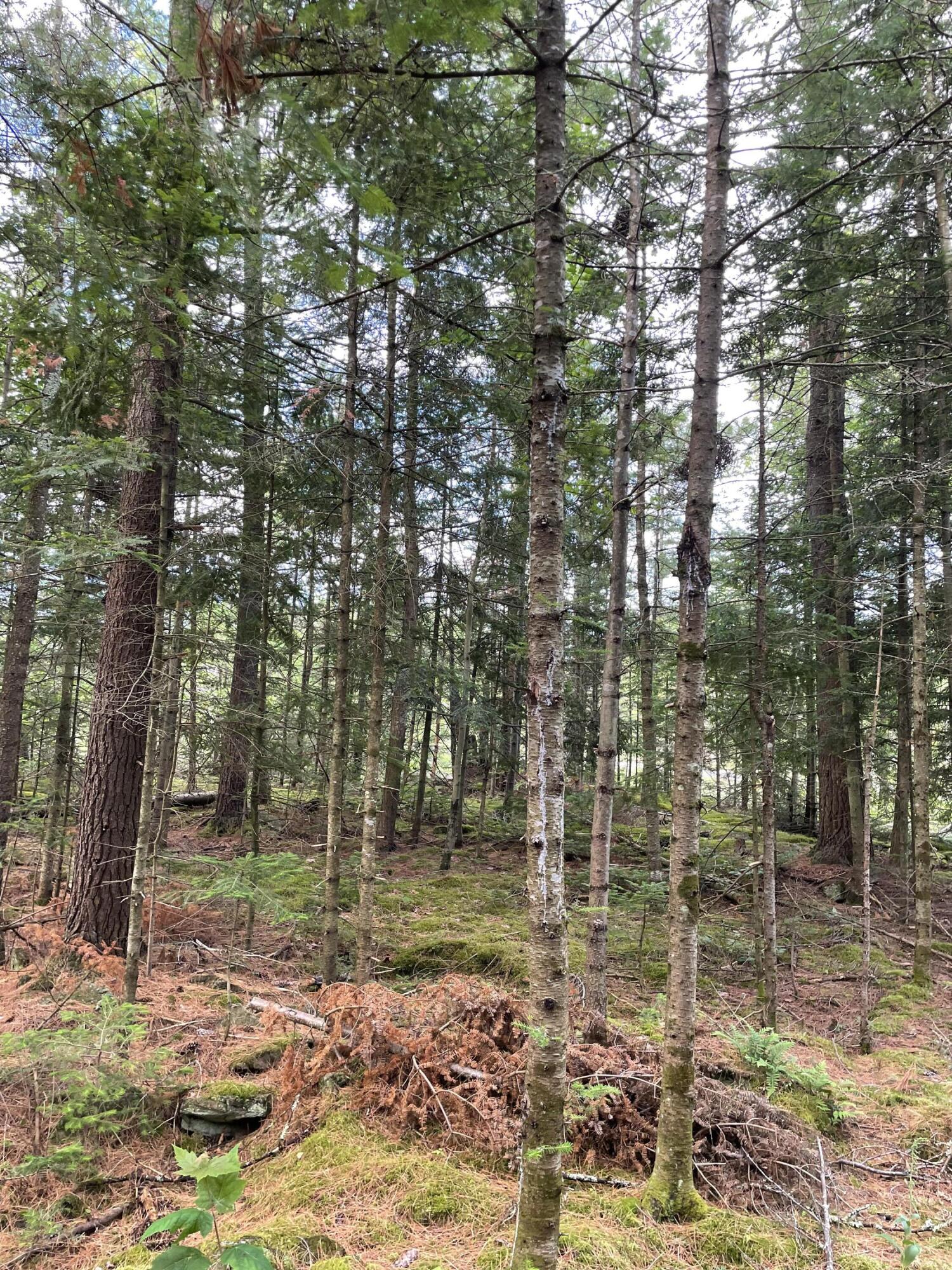 Canaan Road, Mooers Forks, New York image 8