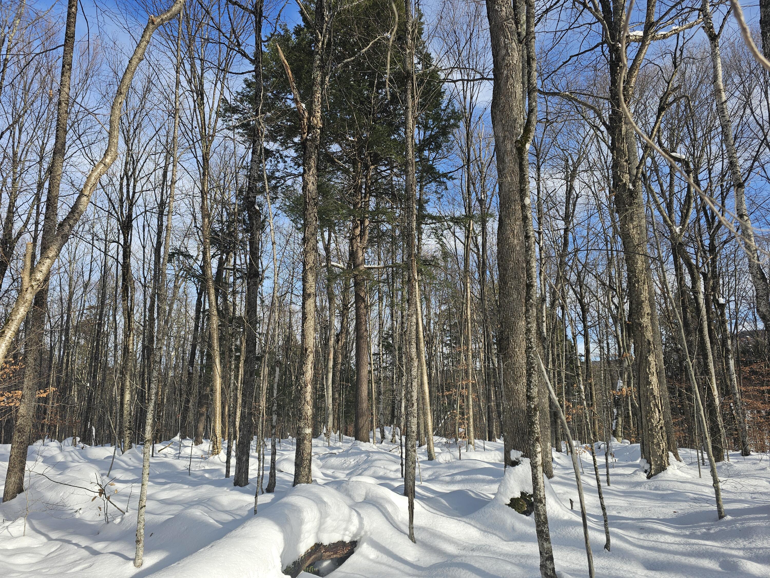 (Lot 1)490 Marshall Drive