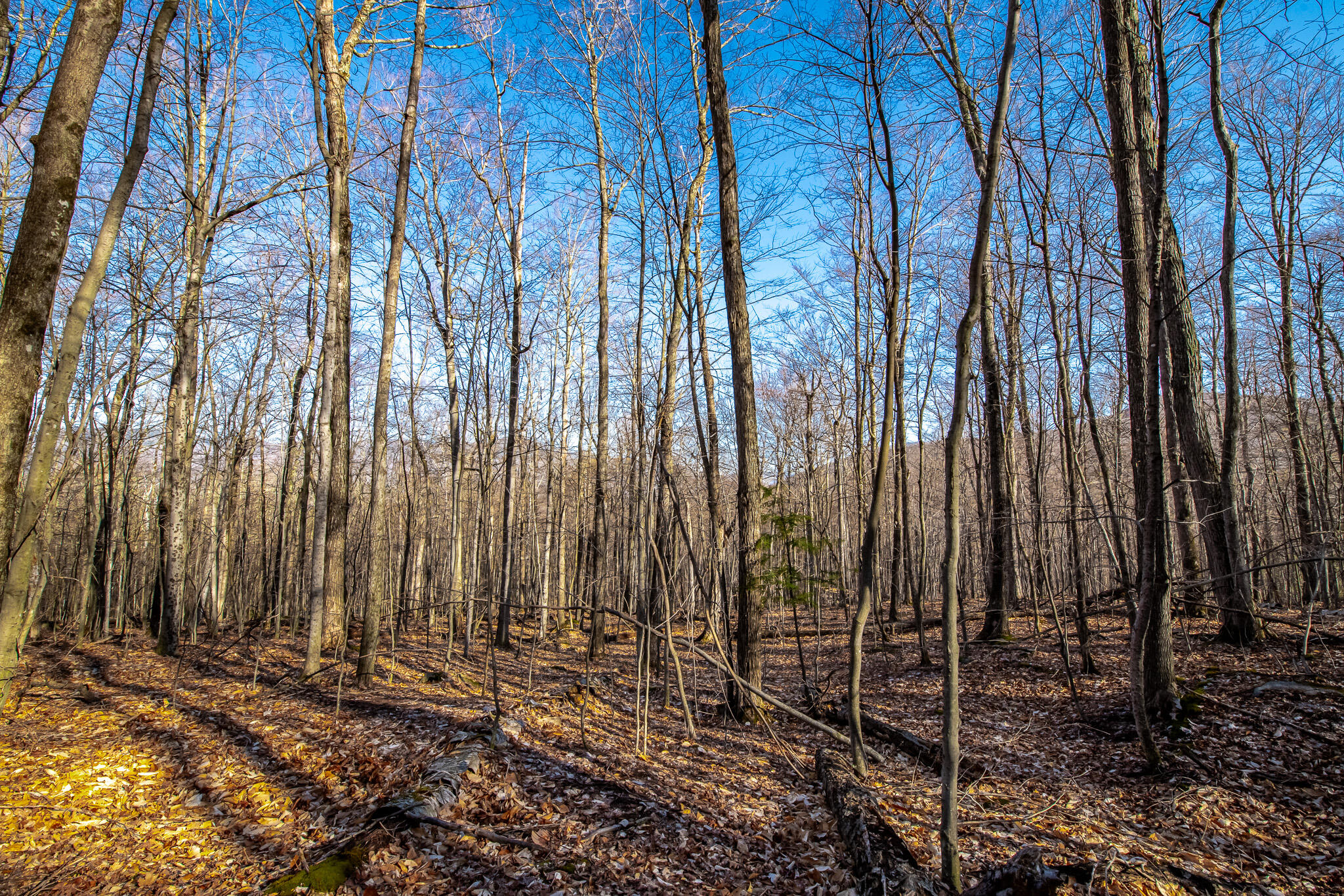 Moose Hill Way, Keene, New York image 8